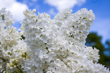 Close-Up of big purple, pink, blue, white lilac branch blooms on blurred background. Summer time bouquet of tender tiny flowers. Soft selective focus