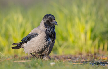 Hooded Crow - at the wet fields looking for food in spring
