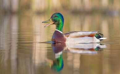 Mallard - male bird at a small lake in spring