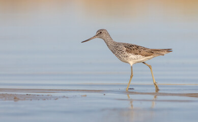 Common Greenshank feeding at a wetland in spring on a migration way