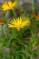 Macrophotographie de fleur sauvage - Buphtalme à feuilles de saule - Buphtalmum salicifolium