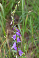 Macrophotographie de fleur sauvage - Campanule fausse raiponce - Campanula rapunculoides