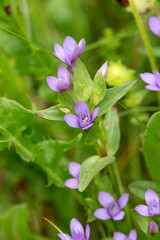 Macrophotographie de fleur sauvage - Gentiane des champs - Gentianella campestris