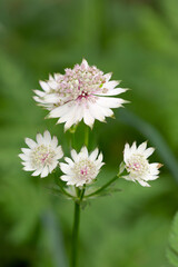 Macrophotographie de fleur sauvage - Grande Astrance - Astrantia majo