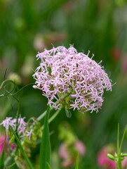 Macrophotographie de fleur sauvage - Centranthe à feuilles étroites - Centranthus angustifolius