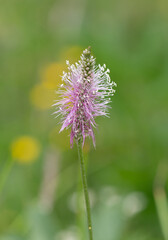 Macrophotographie de fleur sauvage - Plantain moyen - Plantago media