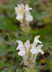 Macrophotographie de fleur sauvage - Scutellaire des Alpes Scutellaria alpina