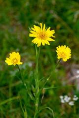 Macrophotographie de fleur sauvage - Salsifis des prés - Tragopogon pratensis