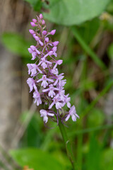 Macrophotographie de fleur sauvage - Orchis moucheron - Gymnadenia conopsea