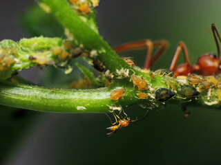 close-up of weaver ants farming aphids colony