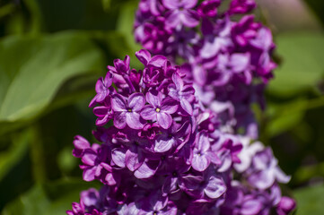 Close-Up of big purple, pink, blue, white lilac branch blooms on blurred background. Summer time bouquet of tender tiny flowers. Soft selective focus