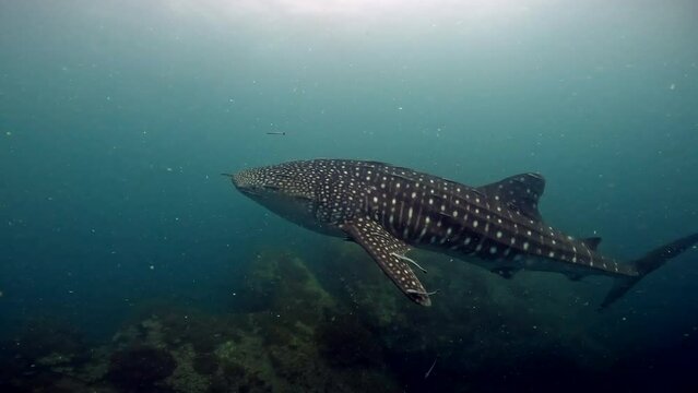 Under water film - Beautiful capture of a 5 meter long Whale shark swimming close to the camera - Sail Rock Island in Thailand