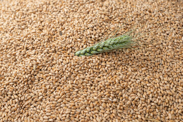 background of wheat ears lie on Golden wheat grains scattered on wooden table