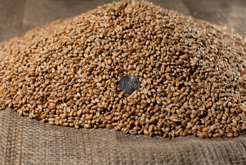 Russian coin on the background of stolen grain. The concept of starvation