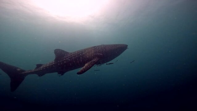 Under water film - Beautiful capture of a 5 meter long Whale shark swimming close to the camera - from left to right at Sail Rock Island in Thailand