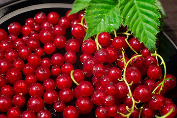 Red currants with leaves in a black bowl on a wooden background. Harvest of ripe summer berries. Closeup