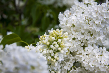 Close-Up of big purple, pink, blue, white lilac branch blooms on blurred background. Summer time bouquet of tender tiny flowers. Soft selective focus