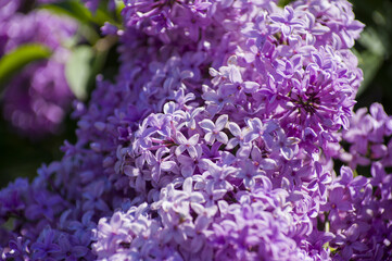 Close-Up of big purple, pink, blue, white lilac branch blooms on blurred background. Summer time bouquet of tender tiny flowers. Soft selective focus