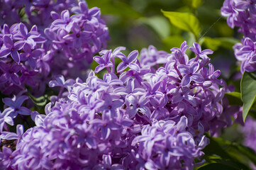 Close-Up of big purple, pink, blue, white lilac branch blooms on blurred background. Summer time bouquet of tender tiny flowers. Soft selective focus