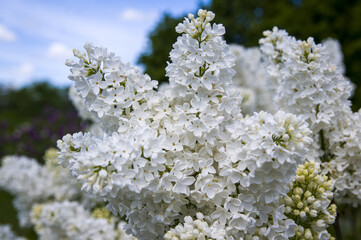 Close-Up of big purple, pink, blue, white lilac branch blooms on blurred background. Summer time bouquet of tender tiny flowers. Soft selective focus