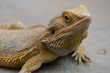 Obraz premium Lizard