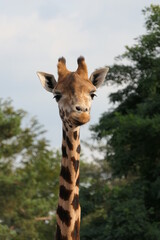 Giraffe