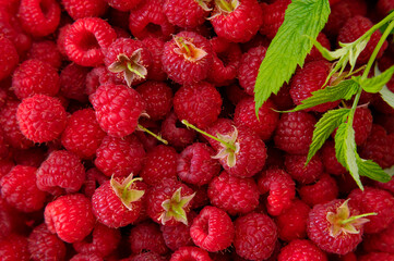 Ripe juicy raspberries close-up. Background from raspberries with green leaf. Summer delicious sweet berry. Texture of raspberry macro photo. Healthy organic food, vitamins. Raspberry harvest
