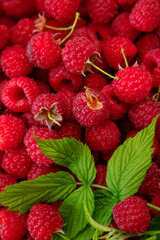 Ripe juicy raspberries close-up. Background from raspberries with green leaf. Summer delicious sweet berry. Texture of raspberry macro photo. Healthy organic food, vitamins. Raspberry harvest