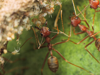 close-up of weaver ants colony caught for other insects