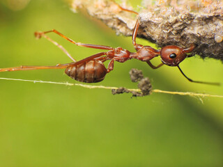 close-up of weaver ants colony caught for other insects