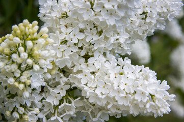 Close-Up of big purple, pink, blue, white lilac branch blooms on blurred background. Summer time bouquet of tender tiny flowers. Soft selective focus