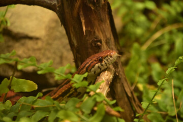 Fototapeta premium Eastern Corn Snake Slither Over a Branch