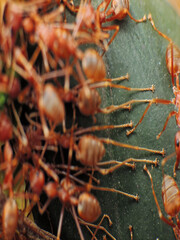 close-up of weaver ants colony caught for other insects