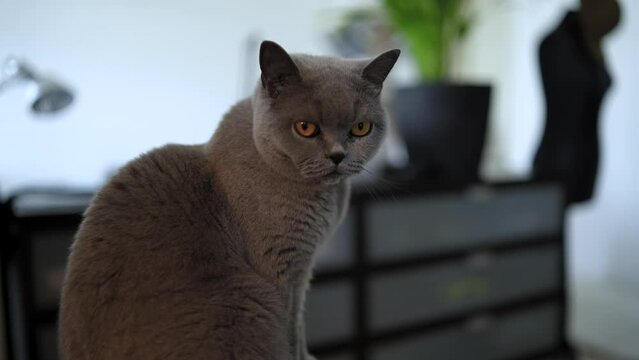 Britisch Kurzhaar Katze 