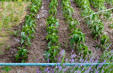 Watering pepper in the home vegetable garden. Water pipe along the beds.