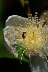close-up of stingless trigona bee on flowers for honey