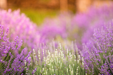 Lavender bushes closeup on sunset. Sunset gleam over purple flowers of lavender. Provence region of France.