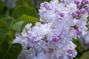 Close-Up of big purple, pink, blue, white lilac branch blooms on blurred background. Summer time bouquet of tender tiny flowers. Soft selective focus