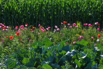 cabbage field with poppy flowers