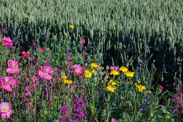 insect stripes and wheat