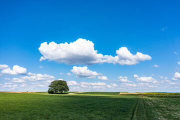 landscape with meadow and clouds