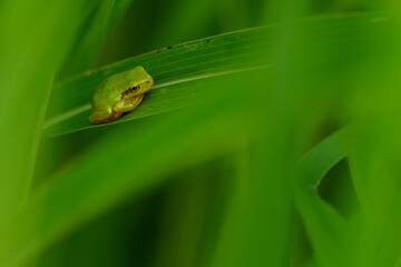 雨上がりに草陰に潜むアマガエル