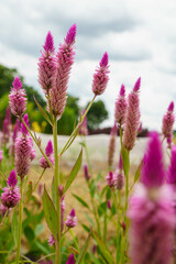 柔らかい花のケイトウ