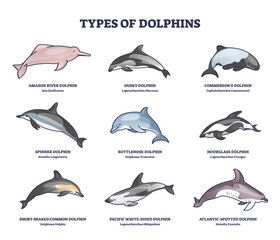 Types of dolphins and swimming mammals species outline collection diagram. Labeled educational set with underwater life inhabitants with bottlenose, amazon and atlantic examples vector illustration. © VectorMine