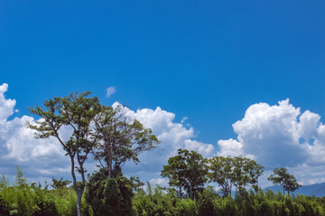 Fototapeta premium 滋賀県守山市 夏の地球市民の森