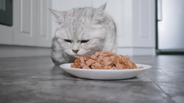 Kitten eats from a plate of food.Funny gray scottish cat.Close up  gray cat eats fresh canned cat food for small kittens at home. kitten licks its lips after eating. Advertising wet kitty food.