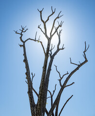 Obraz premium the tree against sky und sun