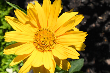 Beautiful Close Up Yellow Flower