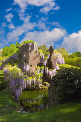 Historic ruins with beautiful plant of wisteria in the Ninfa garden during spring season, Lazio, Italy - obrazy, fototapety, plakaty
