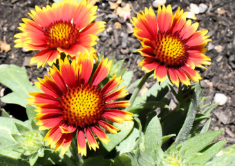 Beautiful Red and Yellow Blooming Flowers